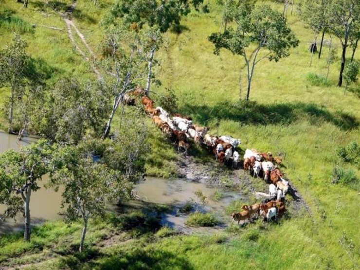 Coleman River - Click to go back 