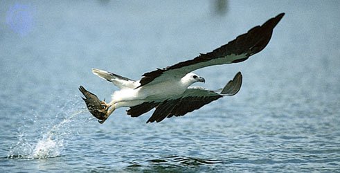 White-bellied Sea Eagle - Click to go back 